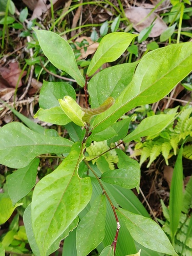 Ficus pandurata