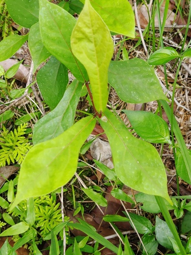 Ficus pandurata