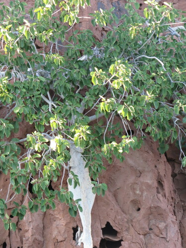 Ficus petiolaris