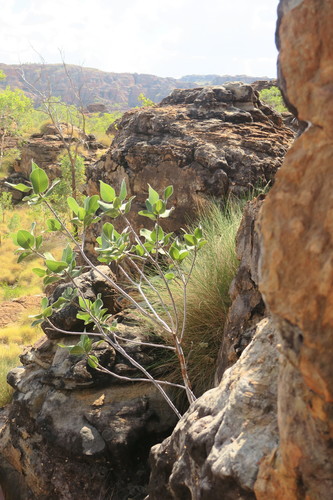 Ficus platypoda
