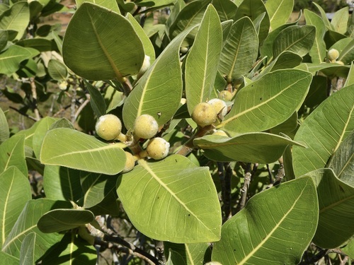 Ficus platypoda