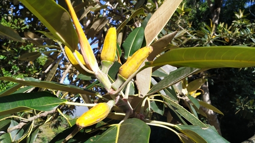 Ficus pleurocarpa