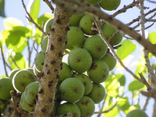 Ficus polita
