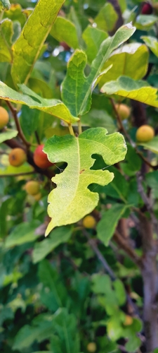 Ficus politoria