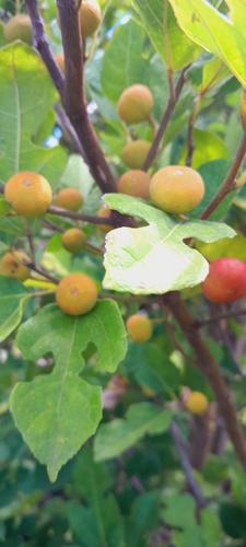 Ficus politoria