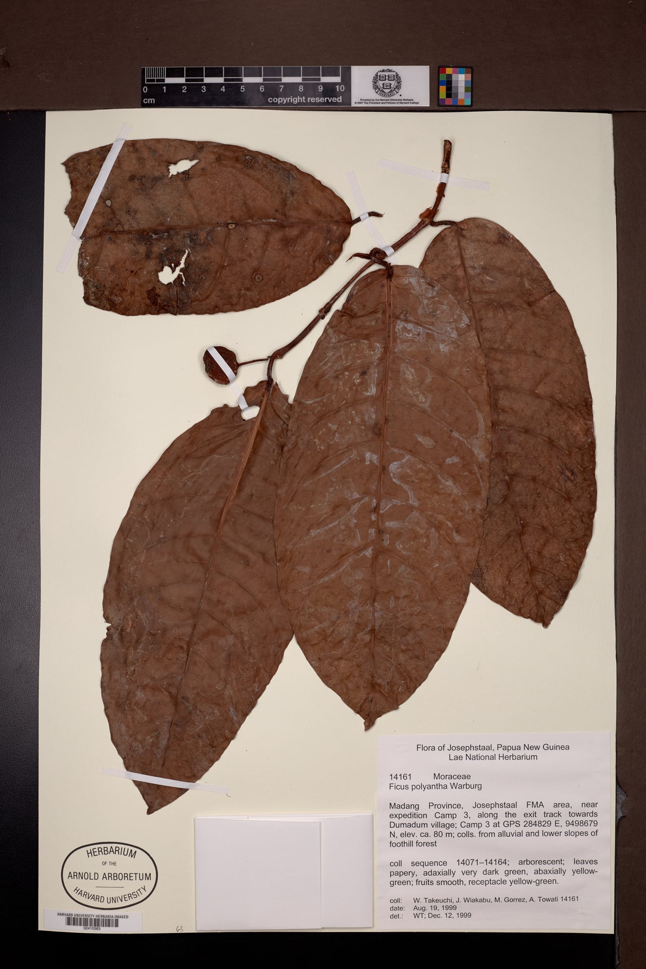 Ficus polyantha