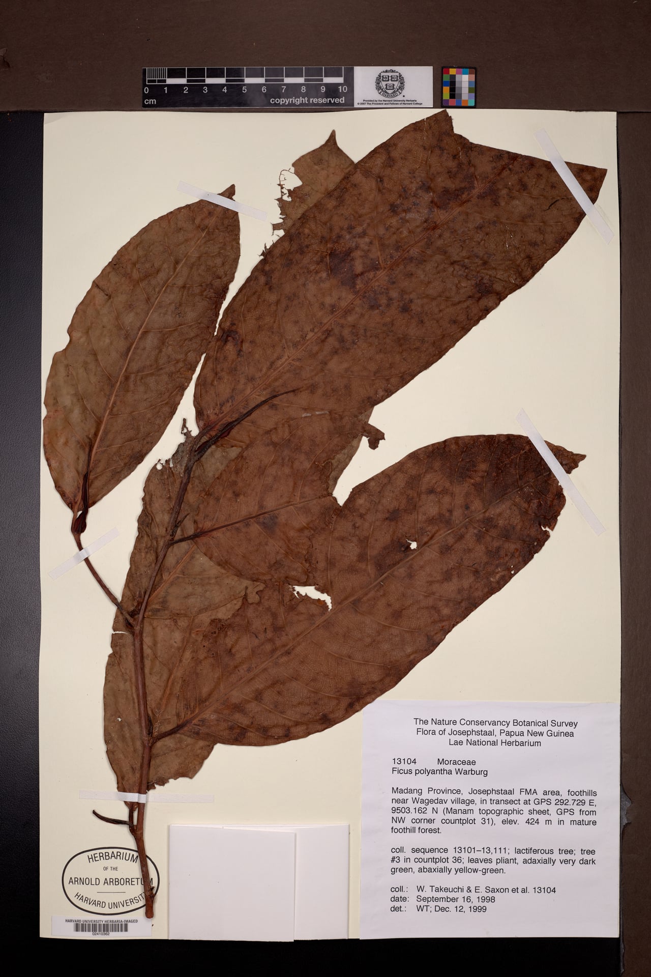 Ficus polyantha