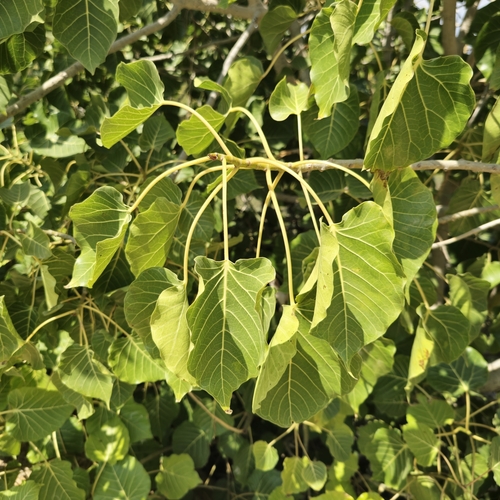 Ficus populifolia