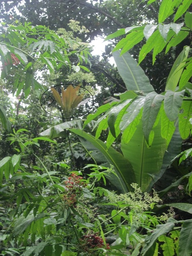 Ficus pseudopalma