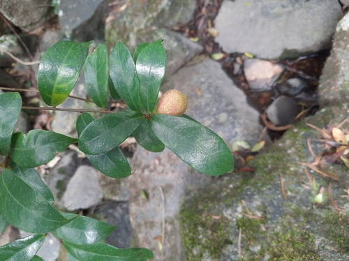 Ficus pyriformis