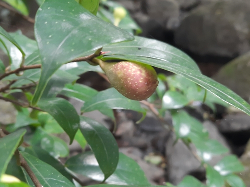 Ficus pyriformis