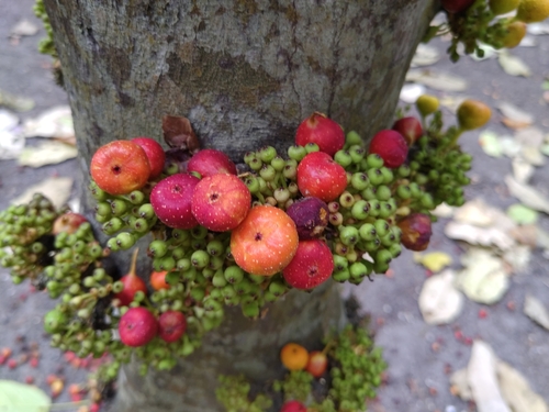 Ficus racemosa