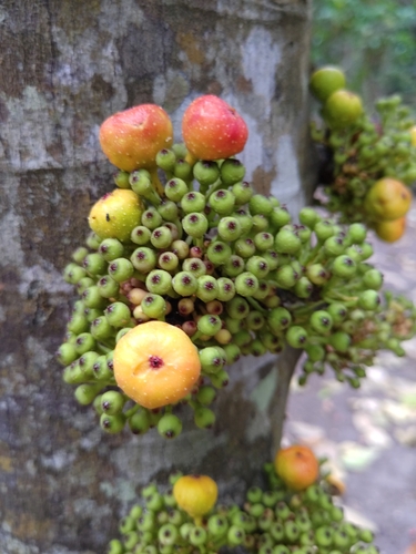 Ficus racemosa