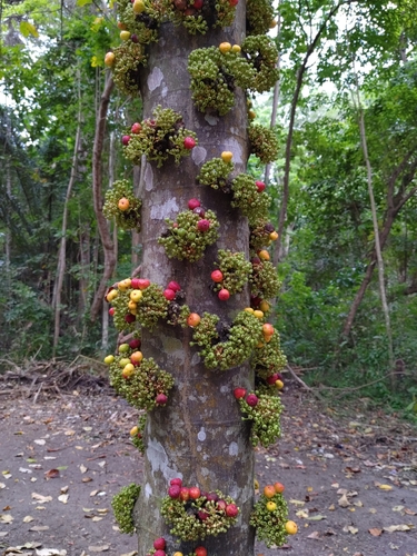 Ficus racemosa