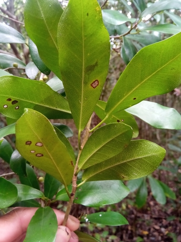 Ficus reflexa