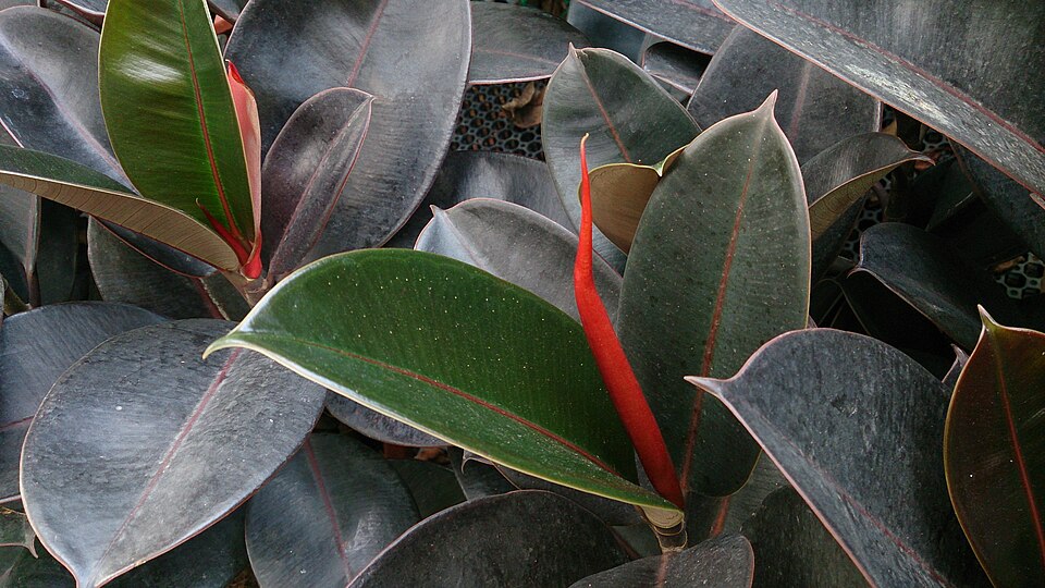 Ficus robusta