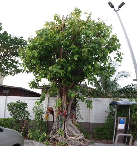 Ficus rumphii