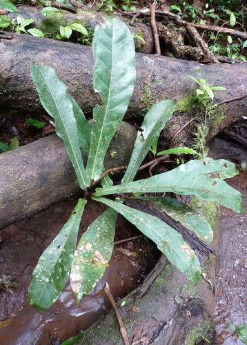 Ficus sagittifolia