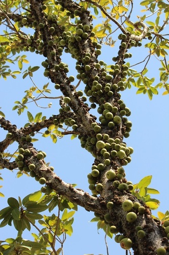 Ficus sansibarica