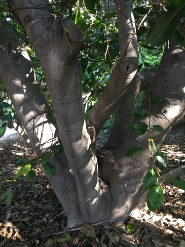 Ficus saussureana