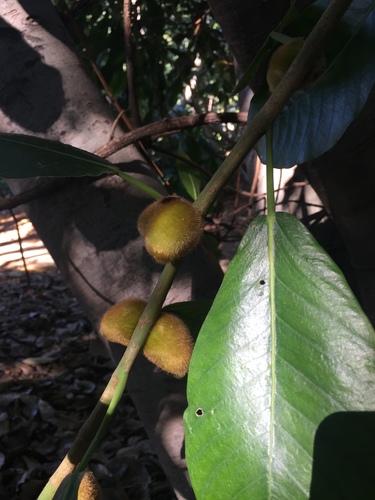 Ficus saussureana