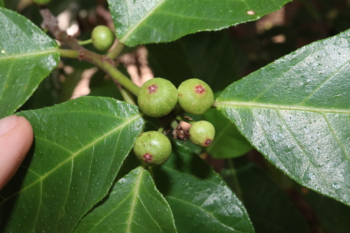 Ficus scobina