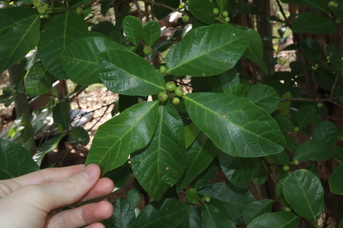 Ficus scobina