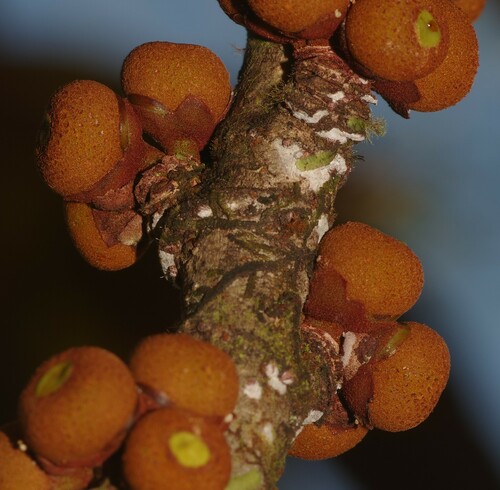 Ficus smithii