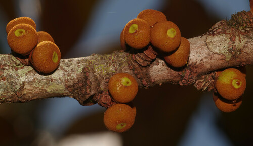 Ficus smithii