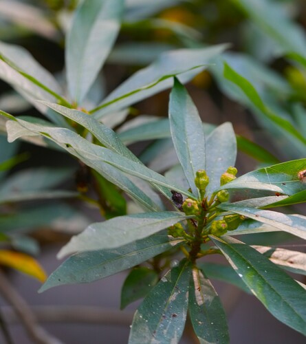 Ficus squamosa
