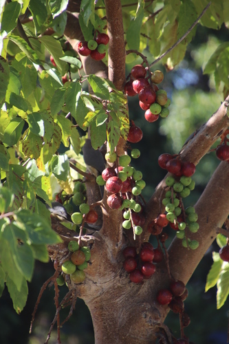 Ficus sur