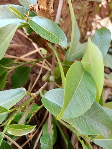 Ficus thonningii
