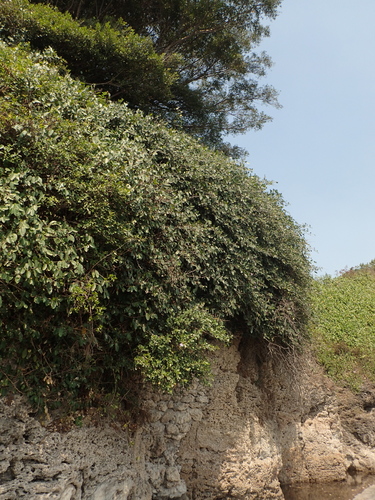 Ficus tinctoria subsp. gibbosa