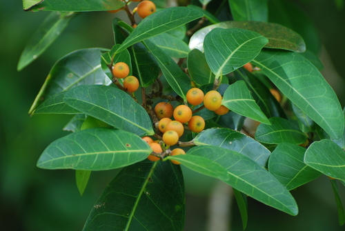 Ficus tinctoria