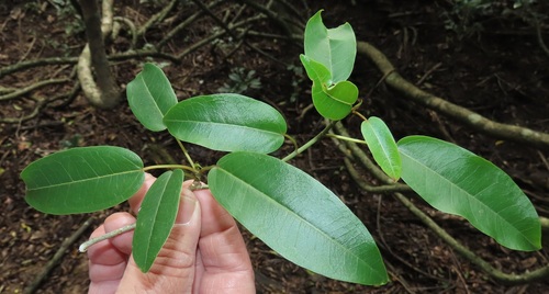Ficus tremula