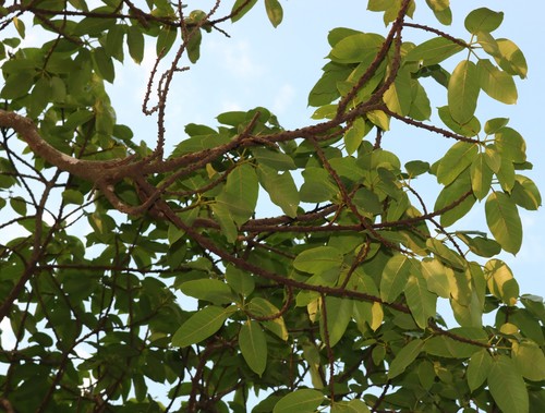 Ficus tsjahela
