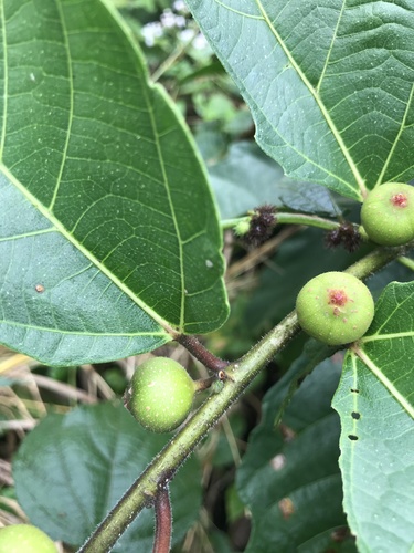Ficus ulmifolia