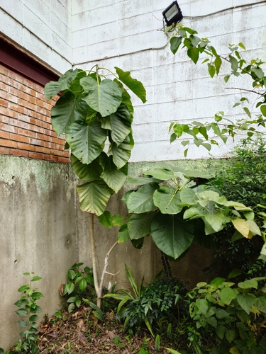 Ficus umbellata