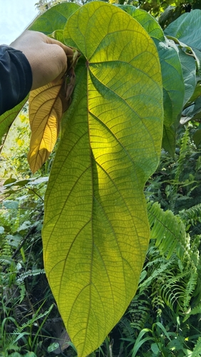 Ficus uncinata