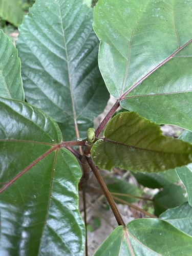 Ficus variegata