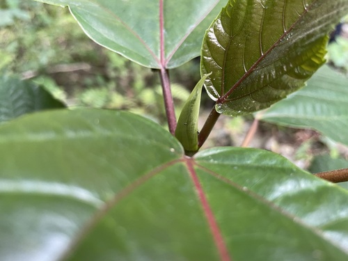 Ficus variegata