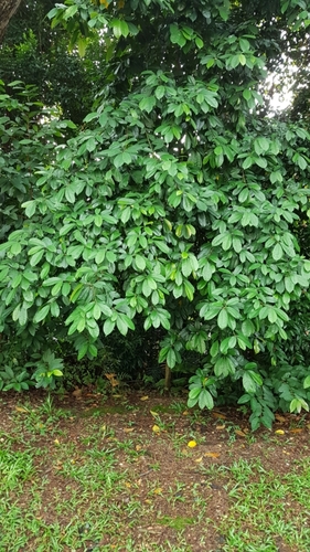 Ficus vasculosa