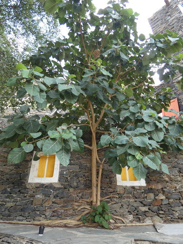 Ficus vasta