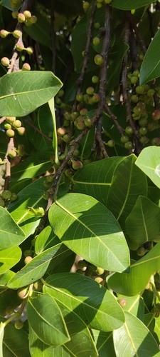 Ficus verruculosa