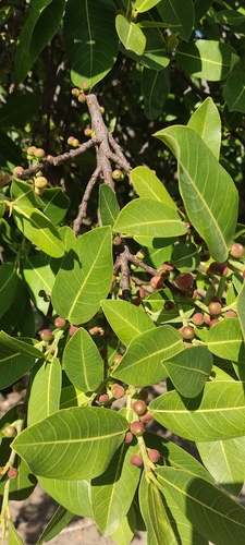 Ficus verruculosa