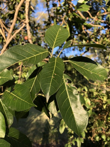 Ficus virens var. sublanceolata