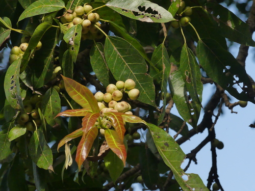 Ficus virens