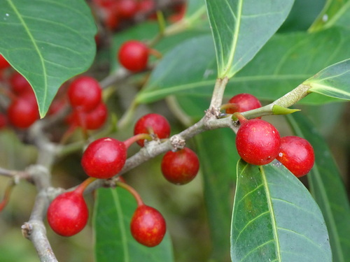 Ficus virgata