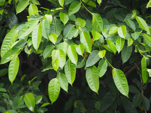 Ficus virgata