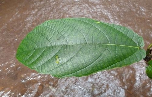 Ficus vogeliana